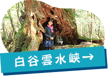 白谷雲水峡