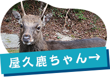 屋久鹿ちゃん