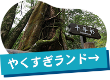 やくすぎランド